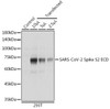 Anti-SARS-CoV-2 Spike S2 ECD Antibody CAB20138