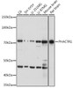 Anti-PHACTR1 Antibody CAB20154