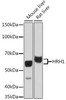 Anti-HRH1 Antibody CAB20159