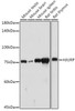 Anti-HJURP Antibody CAB20169