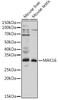 Anti-MAK16 Antibody CAB20182