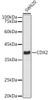 Anti-CDX2 Antibody CAB20222