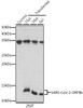Anti-SARS-CoV-2 ORF9b Antibody CAB20260