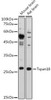 Anti-Tspan18 Antibody CAB20275