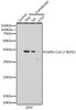 Anti-SARS-CoV-2 NSP15 Antibody CAB20282