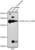 Anti-SARS-CoV-2 ORF6 Antibody CAB20324