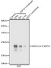Anti-SARS-CoV-2 NSP10 Antibody CAB20325