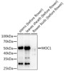 Anti-MOC1 Antibody CAB20329