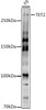 Anti-TET2 Antibody CAB20365