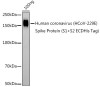 Anti-HCoV-229E Spike S1 Antibody CAB20393