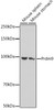 Anti-Prdm9 Antibody CAB20428