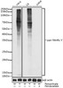 Anti-pan-Nitrific-Y Antibody CAB20441