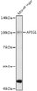 Anti-AP1G1 Antibody CAB20454