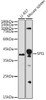 Anti-SPI1 Antibody CAB20461