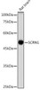 Anti-SCRN1 Antibody CAB20467