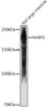 Anti-N4BP2 Antibody CAB20480