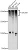 Anti-ABCA8A Antibody CAB20496