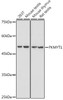 Anti-PKMYT1 Antibody CAB20525