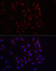 Anti-TJAP1 Antibody CAB20532