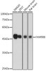 Anti-FAM98B Antibody CAB20534