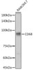 Anti-CD68 Antibody CAB20555