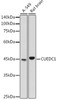 Anti-CUEDC1 Antibody CAB20564