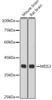 Anti-MEIS3 Antibody CAB20567