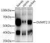 Anti-OsNRT2.3 Antibody CAB20571