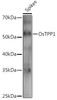 Anti-OsTPP1 Antibody CAB20629