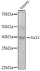 Anti-Xa13 Antibody CAB20630