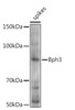 Anti-Bph3 Antibody CAB20634