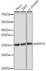 Anti-BAP31 Antibody CAB2259