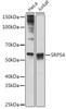 Anti-SRP54 Antibody CAB2296