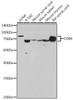 Anti-CD84 Antibody CAB2299