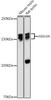Anti-mSin3A Antibody CAB2396