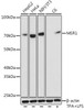 Anti-MSR1 Antibody CAB2401
