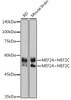 Anti-MEF2AMEF2C Antibody CAB2710