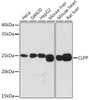 Anti-CLPP Antibody CAB3214