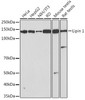 Anti-Lipin 1 Antibody CAB3326