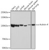 Anti-alpha-Actinin-4 Antibody CAB3379