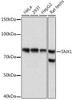 Anti-SNX1 Antibody CAB3398