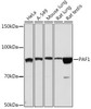 Anti-PAF1 Antibody CAB3437