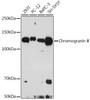 Anti-Chromogranin B Antibody CAB3517