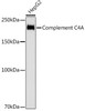Anti-Complement C4A Antibody CAB3545