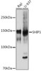 Anti-SHIP1 Antibody CAB3571