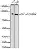 Anti-SLC3A2/CD98hc Antibody CAB3658