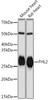 Anti-FHL2 Antibody CAB3670