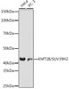 Anti-KMT1B / SUV39H2 Antibody CAB3705