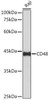 Anti-CD48 Antibody CAB4084