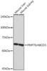 Anti-PMP70/ABCD3 Antibody CAB4172